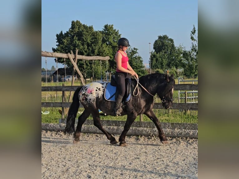 Weitere Warmblüter Mix Wallach 5 Jahre 158 cm Tigerschecke in Kressbronn am Bodensee