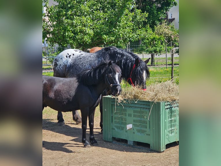 Weitere Warmblüter Mix Wallach 5 Jahre 158 cm Tigerschecke in Kressbronn am Bodensee