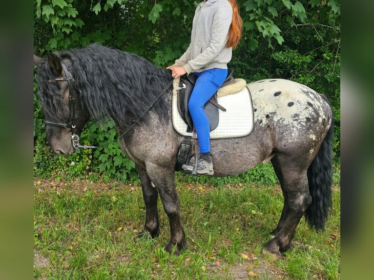 Weitere Warmblüter Mix Wallach 5 Jahre 158 cm Tigerschecke in Kressbronn am Bodensee