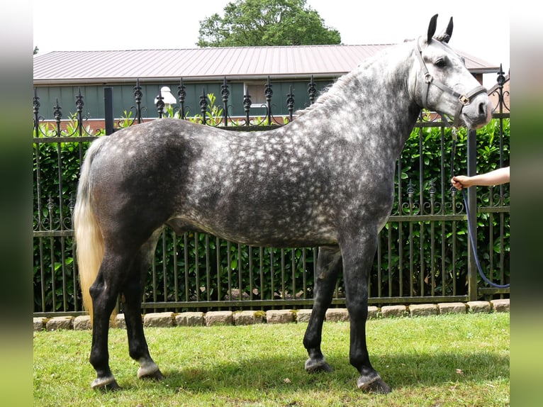 Weitere Warmblüter Wallach 5 Jahre 160 cm Apfelschimmel in Dorsten