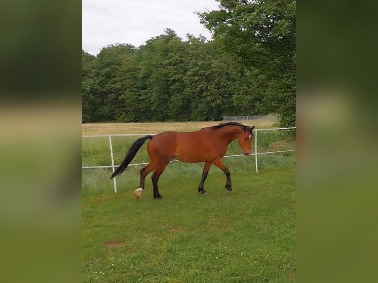 Weitere Warmblüter Mix Wallach 5 Jahre 160 cm Brauner in Bensheim