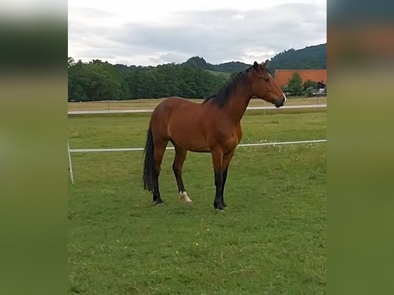Weitere Warmblüter Mix Wallach 5 Jahre 160 cm Brauner in Bensheim