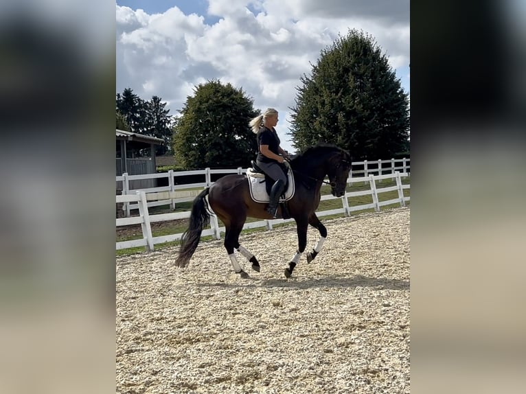 Weitere Warmblüter Mix Wallach 5 Jahre 161 cm in Niederkr&#xFC;chten