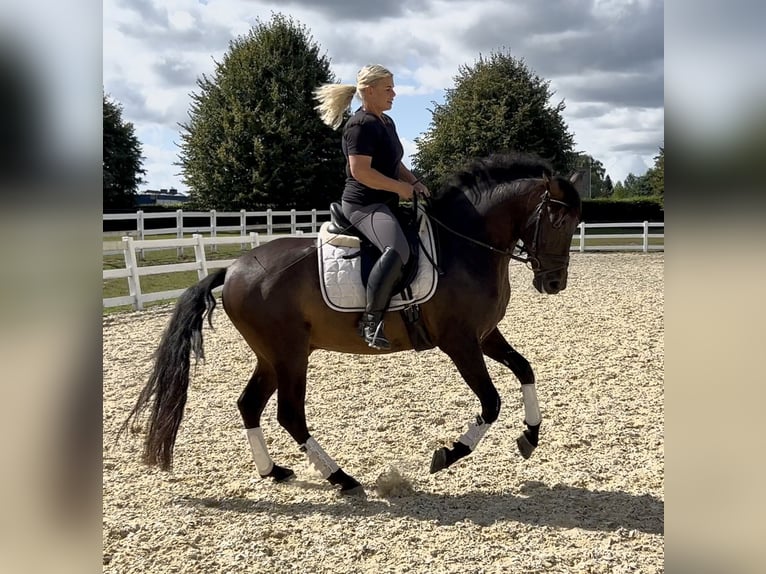 Weitere Warmblüter Mix Wallach 5 Jahre 161 cm in Niederkr&#xFC;chten