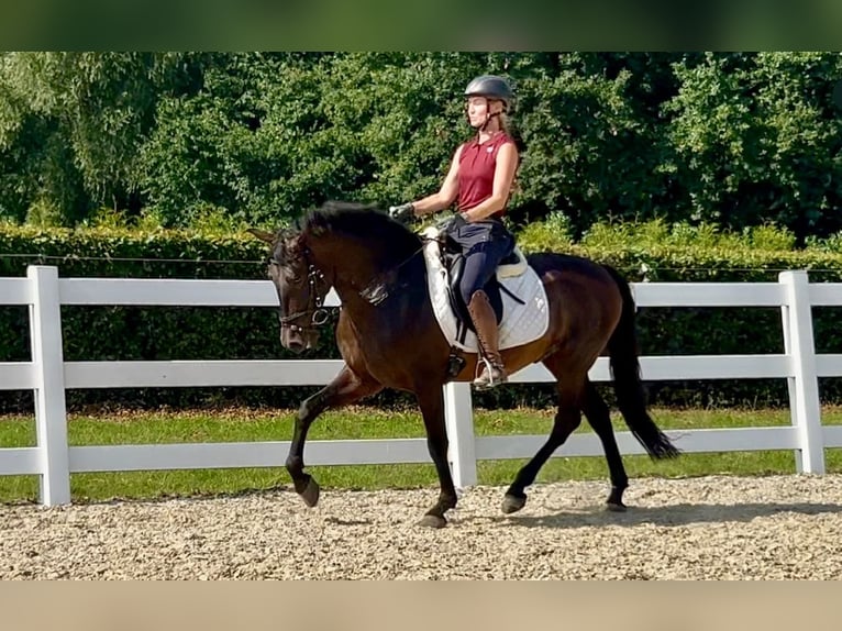 Weitere Warmblüter Mix Wallach 5 Jahre 161 cm Dunkelbrauner in Niederkr&#xFC;chten