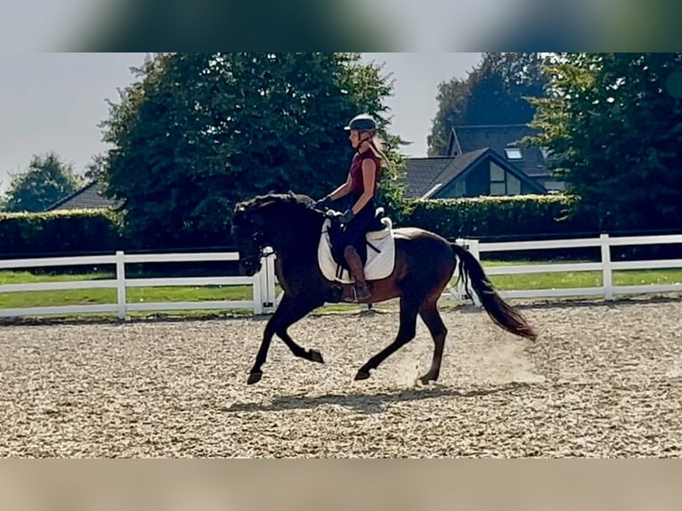 Weitere Warmblüter Mix Wallach 5 Jahre 161 cm Dunkelbrauner in Niederkr&#xFC;chten
