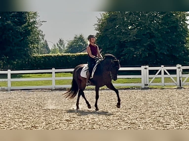 Weitere Warmblüter Mix Wallach 5 Jahre 161 cm Dunkelbrauner in Niederkr&#xFC;chten
