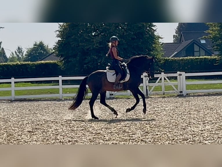 Weitere Warmblüter Mix Wallach 5 Jahre 161 cm Dunkelbrauner in Niederkr&#xFC;chten