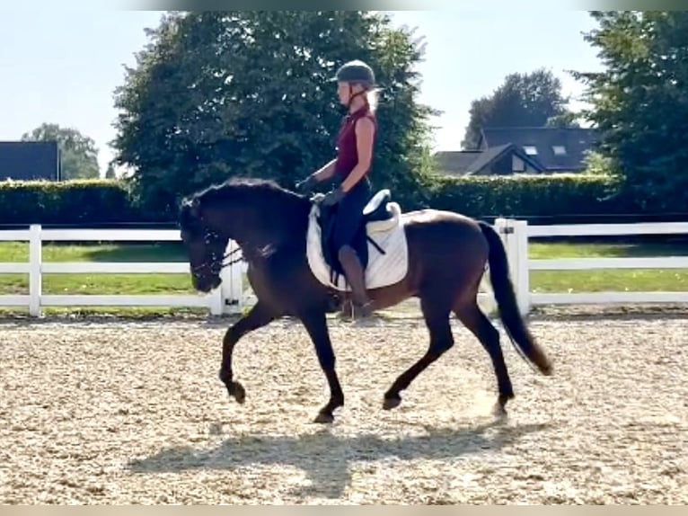 Weitere Warmblüter Mix Wallach 5 Jahre 161 cm Dunkelbrauner in Niederkr&#xFC;chten