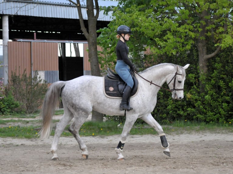 Weitere Warmblüter Wallach 5 Jahre 161 cm Schimmel in Schattendorf