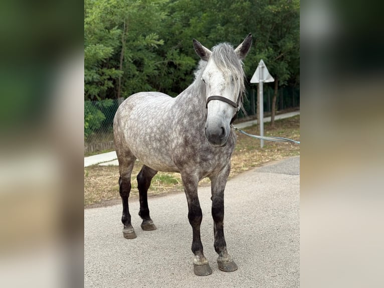 Weitere Warmblüter Wallach 5 Jahre 162 cm Schimmel in L&#x151;k&#xF6;sh&#xE1;za