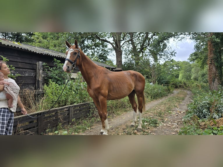 Weitere Warmblüter Wallach 5 Jahre 163 cm Dunkelfuchs in London