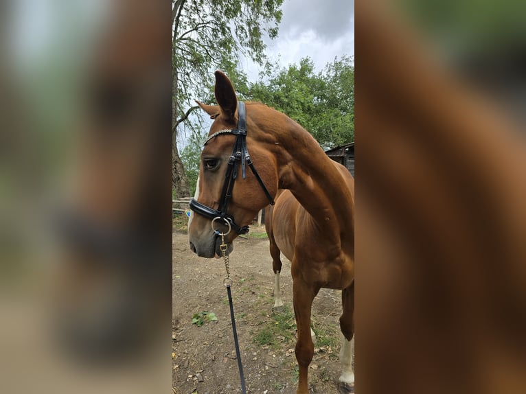 Weitere Warmblüter Wallach 5 Jahre 163 cm Dunkelfuchs in London