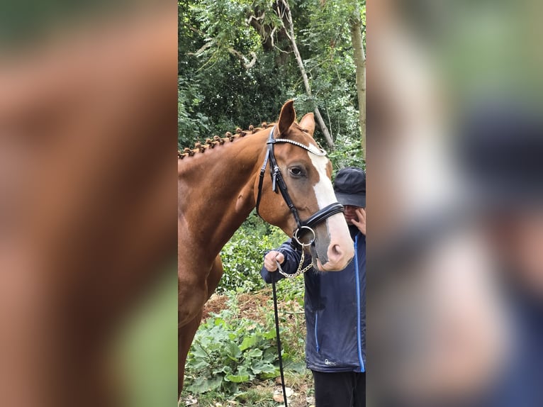 Weitere Warmblüter Wallach 5 Jahre 163 cm Dunkelfuchs in London