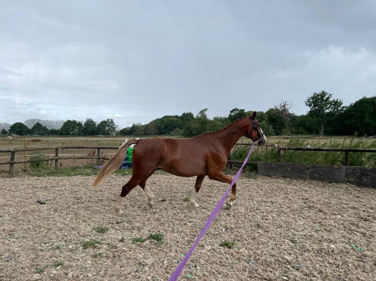 Weitere Warmblüter Wallach 5 Jahre 163 cm Dunkelfuchs in London