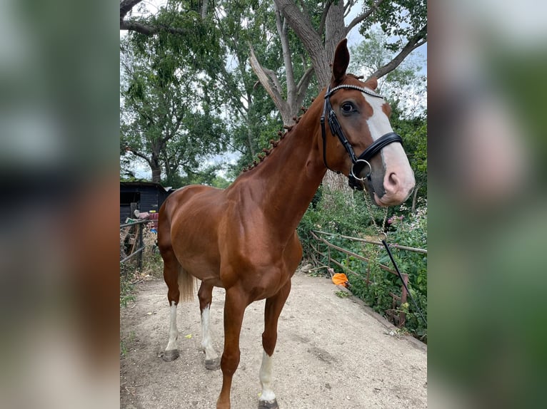 Weitere Warmblüter Wallach 5 Jahre 163 cm Dunkelfuchs in London