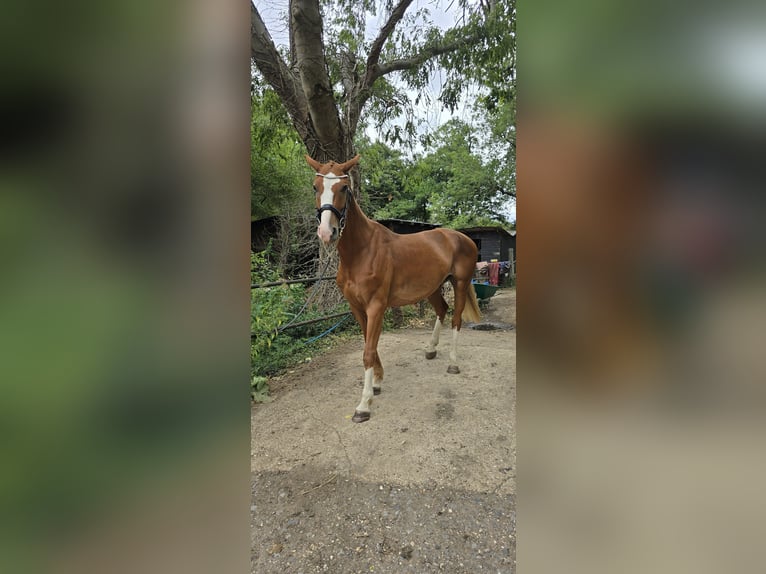 Weitere Warmblüter Wallach 5 Jahre 163 cm Dunkelfuchs in London