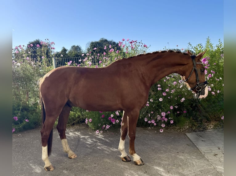 Weitere Warmblüter Wallach 5 Jahre 163 cm Fuchs in Ebenweiler