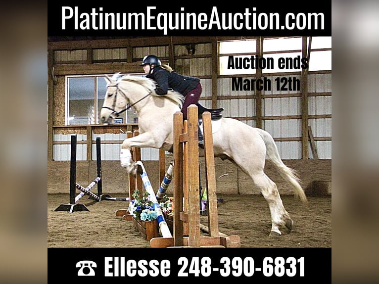 Weitere Warmblüter Wallach 5 Jahre 163 cm Palomino in Highland MI