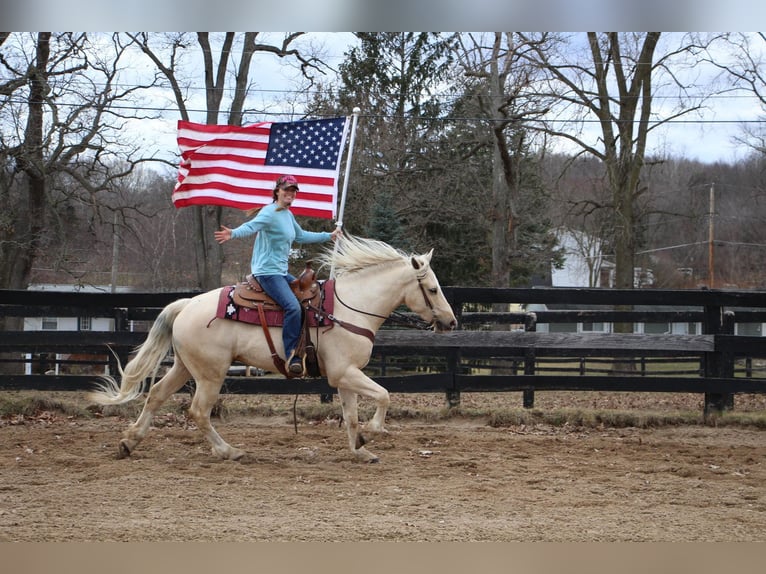 Weitere Warmblüter Wallach 5 Jahre 163 cm Palomino in Highland MI