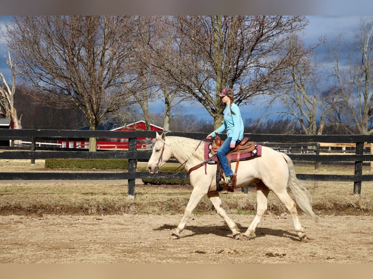 Weitere Warmblüter Wallach 5 Jahre 163 cm Palomino in Highland MI