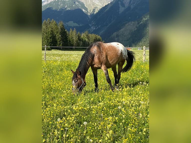 Weitere Warmblüter Wallach 5 Jahre 163 cm Tigerschecke in Grießau