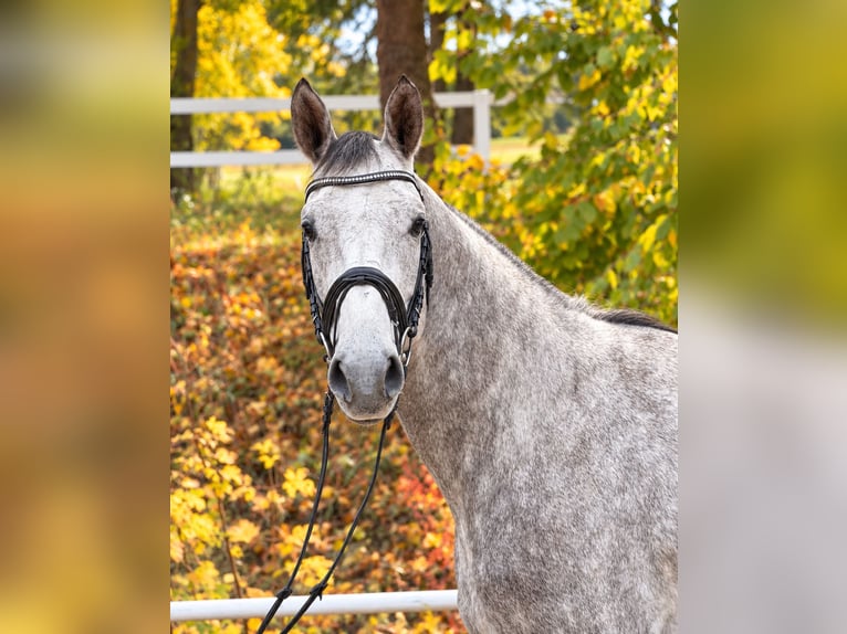 Weitere Warmblüter Wallach 5 Jahre 164 cm Apfelschimmel in Davidschlag