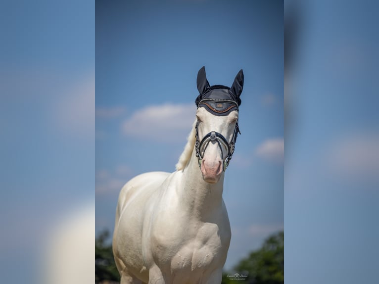 Weitere Warmblüter Wallach 5 Jahre 164 cm Cremello in Korschenbroich