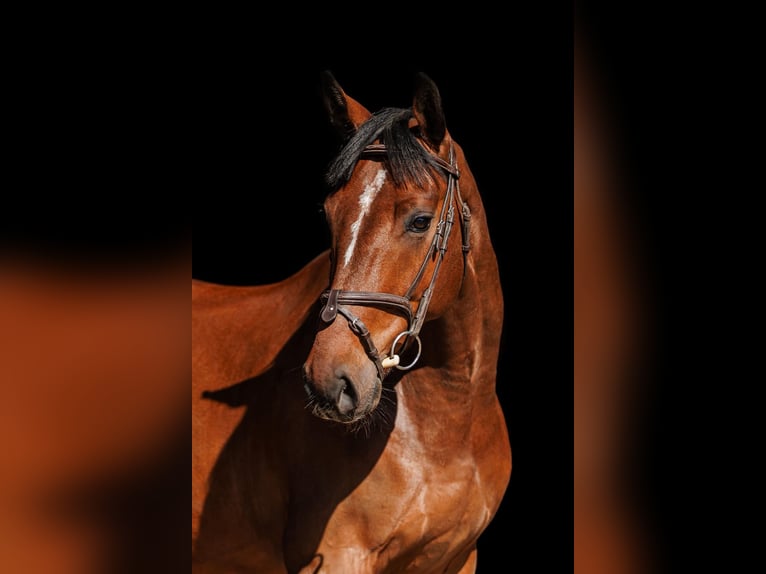 Weitere Warmblüter Wallach 5 Jahre 164 cm Rotbrauner in Vilnus