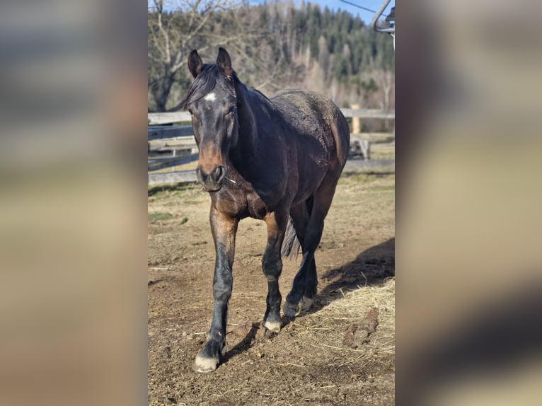 Weitere Warmblüter Wallach 5 Jahre 165 cm Brauner in Kobenz