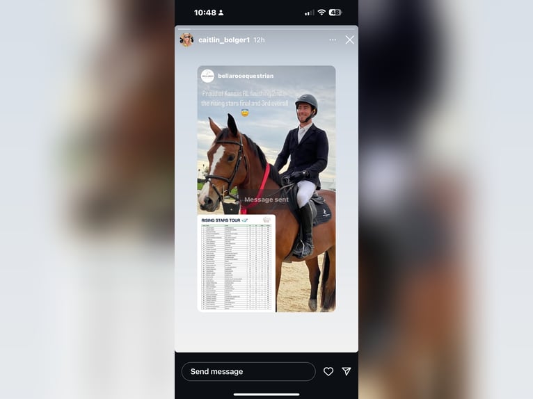 Weitere Warmblüter Wallach 5 Jahre 165 cm Brauner in Kronenberg