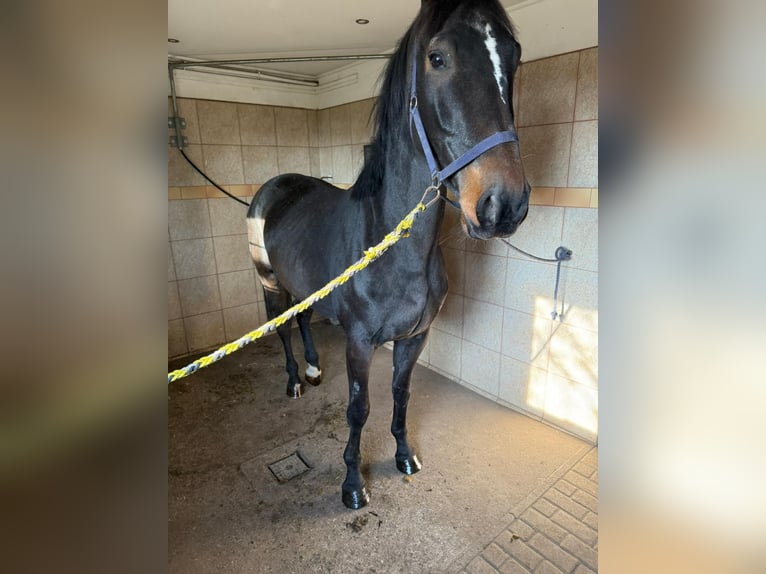 Weitere Warmblüter Wallach 5 Jahre 165 cm Brauner in Kronenberg