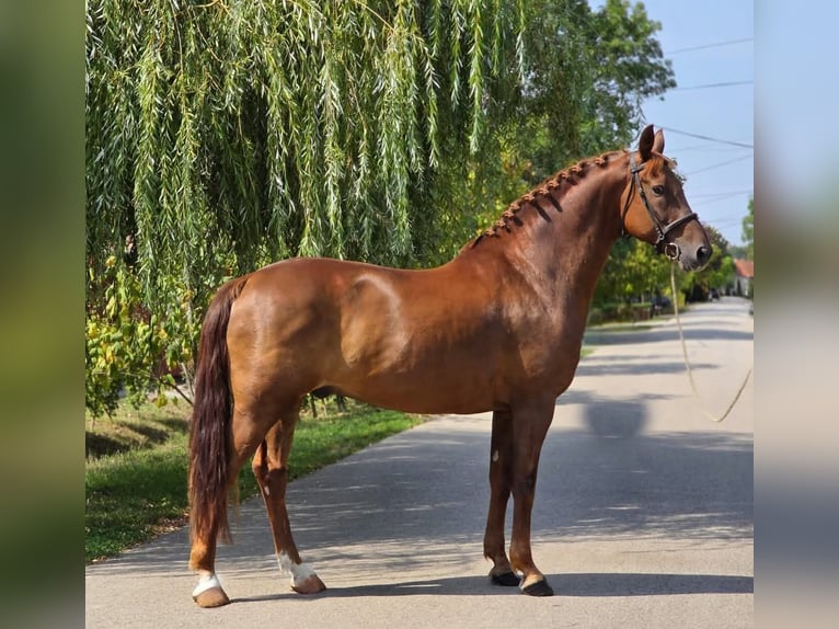Weitere Warmblüter Wallach 5 Jahre 165 cm Dunkelfuchs in B&#xE9;k&#xE9;scsaba