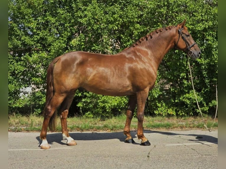 Weitere Warmblüter Wallach 5 Jahre 165 cm Dunkelfuchs in B&#xE9;k&#xE9;scsaba