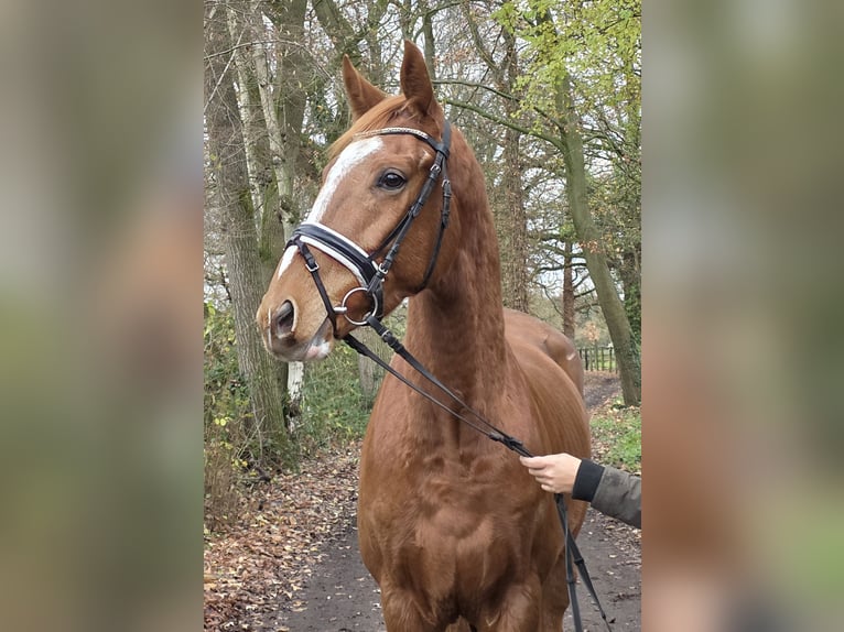 Weitere Warmblüter Wallach 5 Jahre 165 cm Fuchs in Wachtendonk