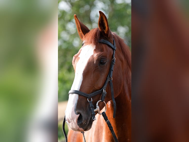 Weitere Warmblüter Wallach 5 Jahre 165 cm Fuchs in Bad WimpfenBad Wimpfen