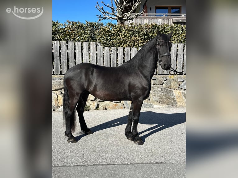 Weitere Warmblüter Wallach 5 Jahre 165 cm Rappe in Aschau im Zillertal