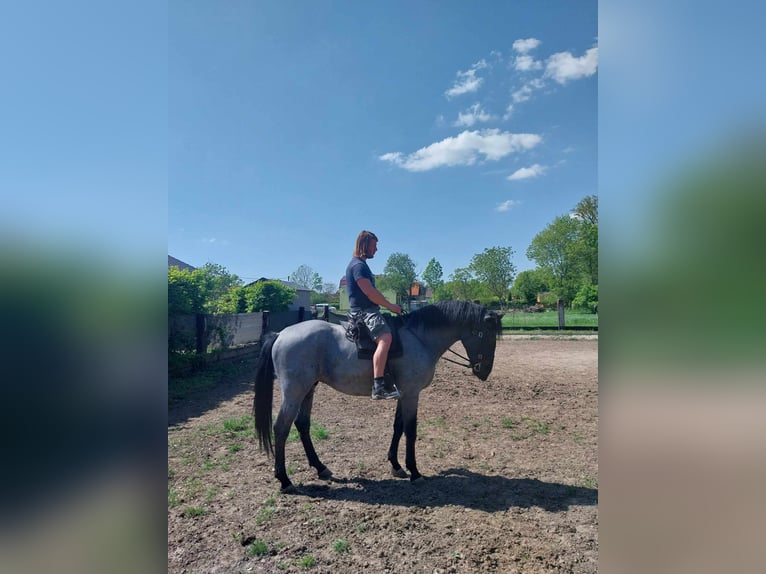 Weitere Warmblüter Mix Wallach 5 Jahre 165 cm Schimmel in Trnava