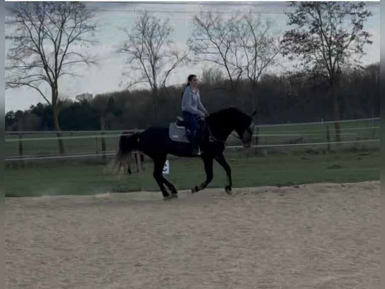 Weitere Warmblüter Wallach 5 Jahre 165 cm Schimmel in Liebing