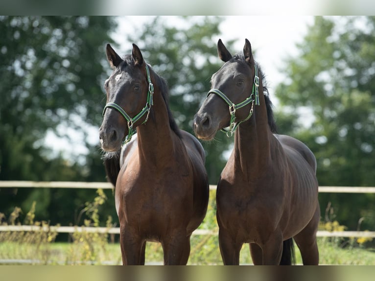 Weitere Warmblüter Wallach 5 Jahre 167 cm Rappe in St. Marein bei Graz