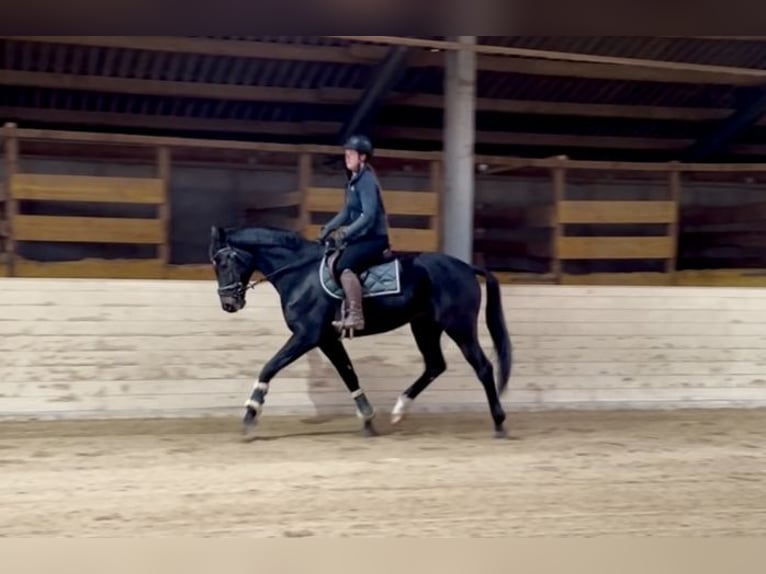 Weitere Warmblüter Wallach 5 Jahre 167 cm Rappe in Pelmberg Weitere Warmblüter Wallach 5 Jahre 167 cm Rappe in Pelmberg