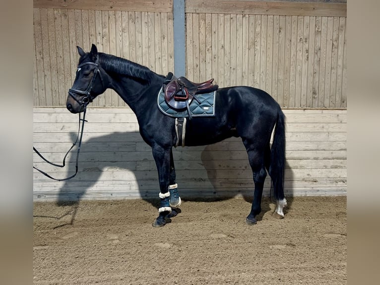 Weitere Warmblüter Wallach 5 Jahre 167 cm Rappe in Pelmberg Weitere Warmblüter Wallach 5 Jahre 167 cm Rappe in Pelmberg