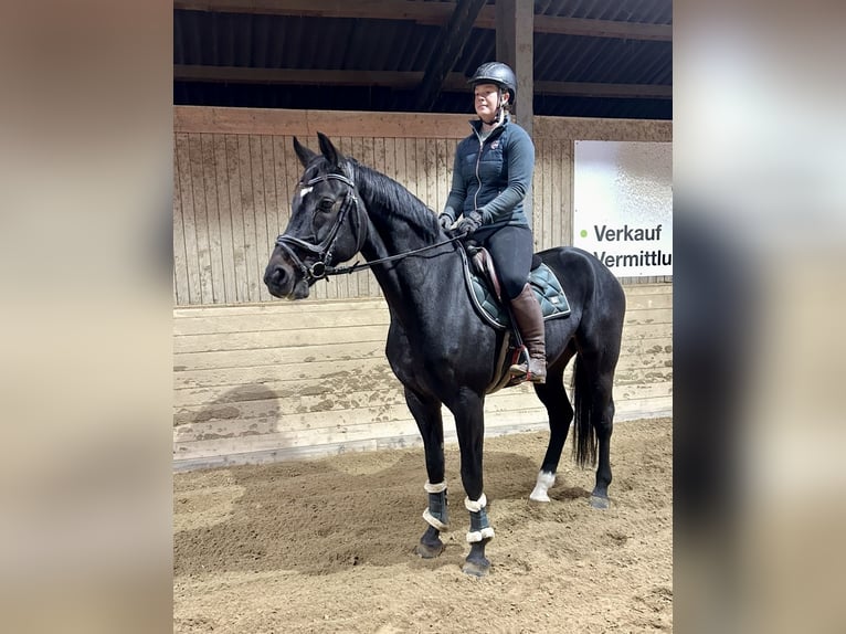 Weitere Warmblüter Wallach 5 Jahre 167 cm Rappe in Pelmberg Weitere Warmblüter Wallach 5 Jahre 167 cm Rappe in Pelmberg