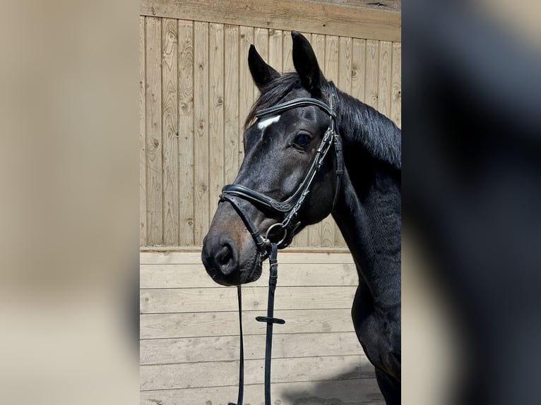 Weitere Warmblüter Wallach 5 Jahre 167 cm Rappe in Pelmberg Weitere Warmblüter Wallach 5 Jahre 167 cm Rappe in Pelmberg