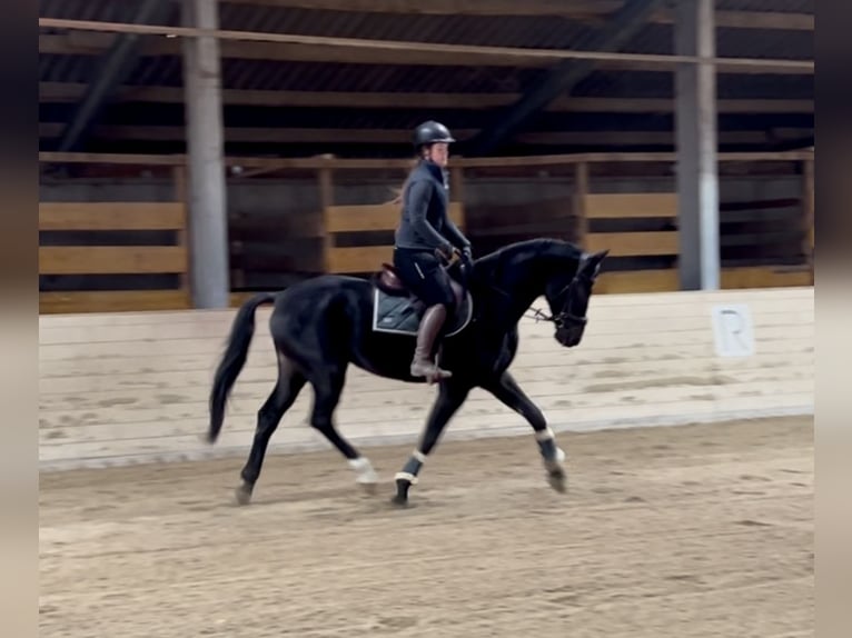 Weitere Warmblüter Wallach 5 Jahre 167 cm Rappe in Pelmberg Weitere Warmblüter Wallach 5 Jahre 167 cm Rappe in Pelmberg