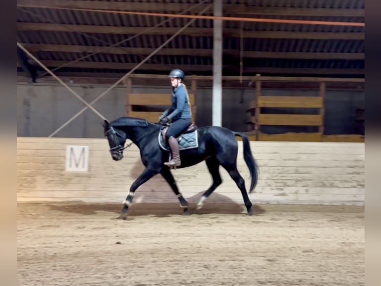 Weitere Warmblüter Wallach 5 Jahre 167 cm Rappe in Pelmberg Weitere Warmblüter Wallach 5 Jahre 167 cm Rappe in Pelmberg