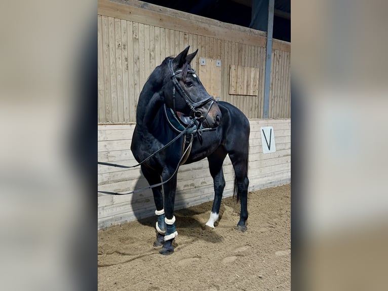 Weitere Warmblüter Wallach 5 Jahre 167 cm Rappe in Pelmberg Weitere Warmblüter Wallach 5 Jahre 167 cm Rappe in Pelmberg