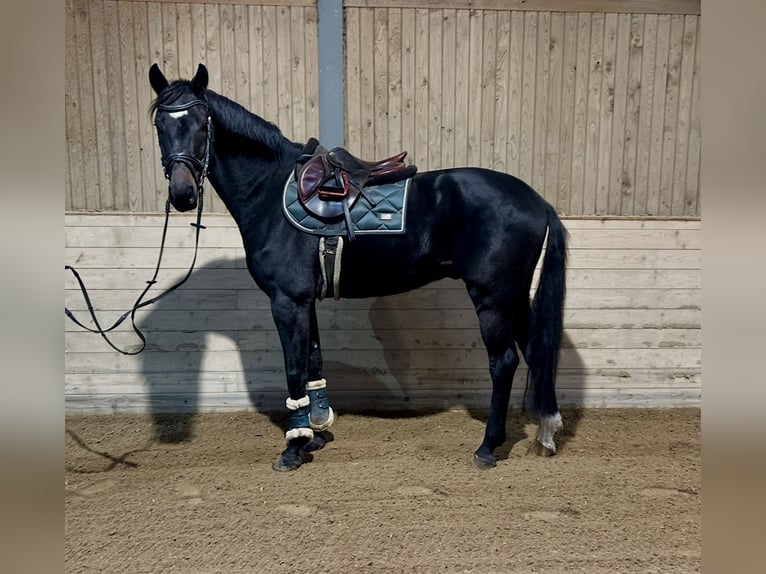 Weitere Warmblüter Wallach 5 Jahre 167 cm Rappe in Pelmberg Weitere Warmblüter Wallach 5 Jahre 167 cm Rappe in Pelmberg