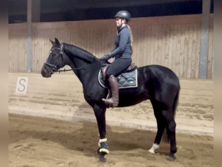Weitere Warmblüter Wallach 5 Jahre 167 cm Rappe in Pelmberg Weitere Warmblüter Wallach 5 Jahre 167 cm Rappe in Pelmberg
