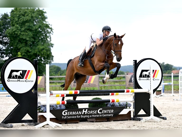Weitere Warmblüter Wallach 5 Jahre 168 cm Brauner in Zülpich